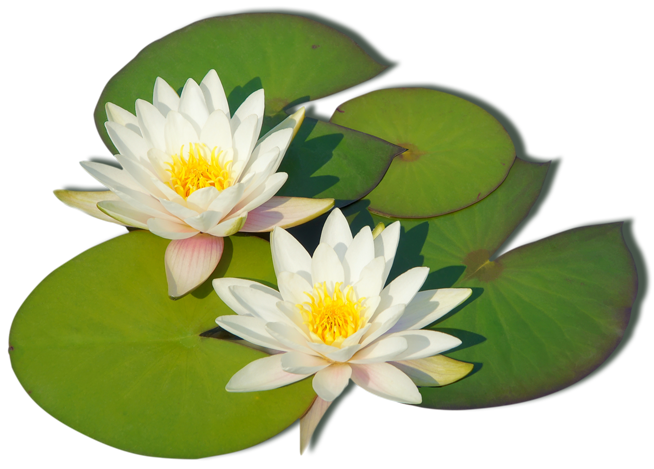 holoinai-loto